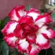 Multi Colour__DREAM PLANT