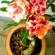 Multi Colour__DREAM PLANT