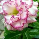 Multi Colour__DREAM PLANT