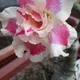 Multi Colour__DREAM PLANT