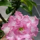 Multi Colour__DREAM PLANT