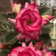 Red__DREAM PLANT
