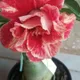 Multi Colour__DREAM PLANT