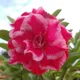 Pink__DREAM PLANT