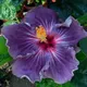 Multi Colour__Heaven Plant