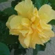 Yellow__Heaven Plant