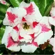 Multi Colour__Heaven Plant