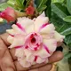 Multi Colour__Heaven Plant