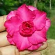 Pink__Heaven Plant