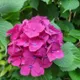 Bey Colour__Heaven Plant