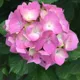 Bey Colour__Heaven Plant