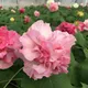 Multi Color__Heaven Plant