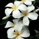 White__Heaven Plant