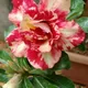 Multi Color__Heaven Plant