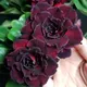 Multi Colour__Heaven Plant