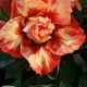 Multi Colour__Heaven Plant