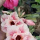 Multi Colour__Heaven Plant