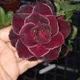 Multi Colour__Heaven Plant