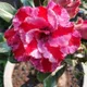 Multi Colour__Heaven Plant