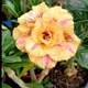 Yellow__Heaven Plant
