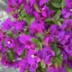 Purple__Greenlifelive