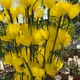 Yellow, Pack of 10__Supreme crafts