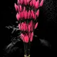 Pink, Pack of 5__Supreme crafts