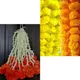 Orange & Yellow__Nutts