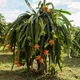 Green__Ixora Farming