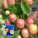 Green__Ixora Farming