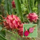 Green__Ixora Farming