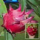 Green__Ixora Farming