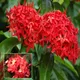 Red__Ixora Farming