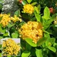 Yellow__Ixora Farming