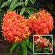 Orange__Ixora Farming