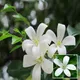 Green__Ixora Farming