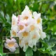 Green__Ixora Farming