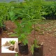 Green__Ixora Farming