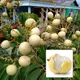 Green__Ixora Farming