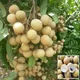 Green__Ixora Farming