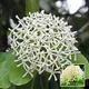 White__Ixora Farming