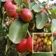 Green__Ixora Farming