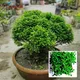 Green__Ixora Farming
