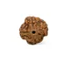 4 Mukhi__LOTUS GEMS