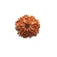 9 Mukhi__LOTUS GEMS
