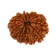 10 Mukhi__LOTUS GEMS