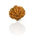 2 Mukhi__LOTUS GEMS
