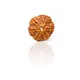 6 Mukhi__LOTUS GEMS