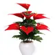 Pack Of 1__Chaudhary Flower