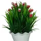 Pack Of 1__Chaudhary Flower